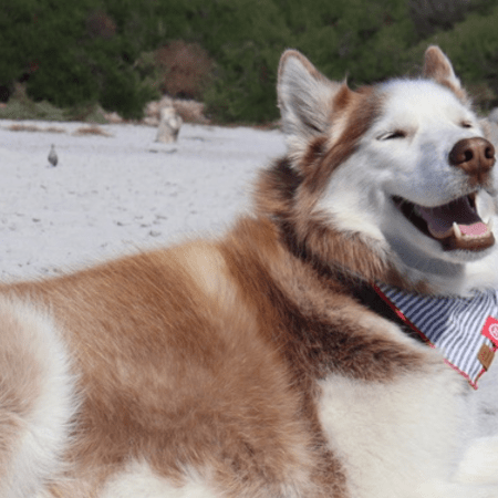 Dog-Friendly Carmel-by-the-Sea? What to Really Expect on Your Visit with Your Pup